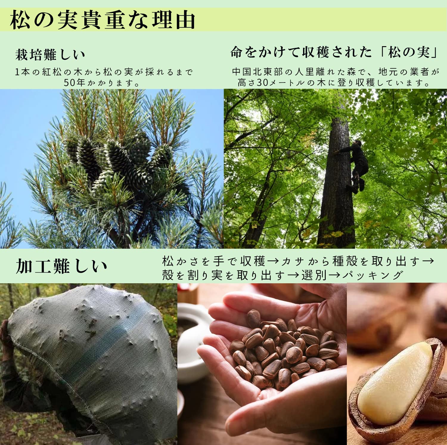 Amazon.co.jp: 業務用 (松の実/食用/無添加) 製菓材料 薬膳 (ミネラル